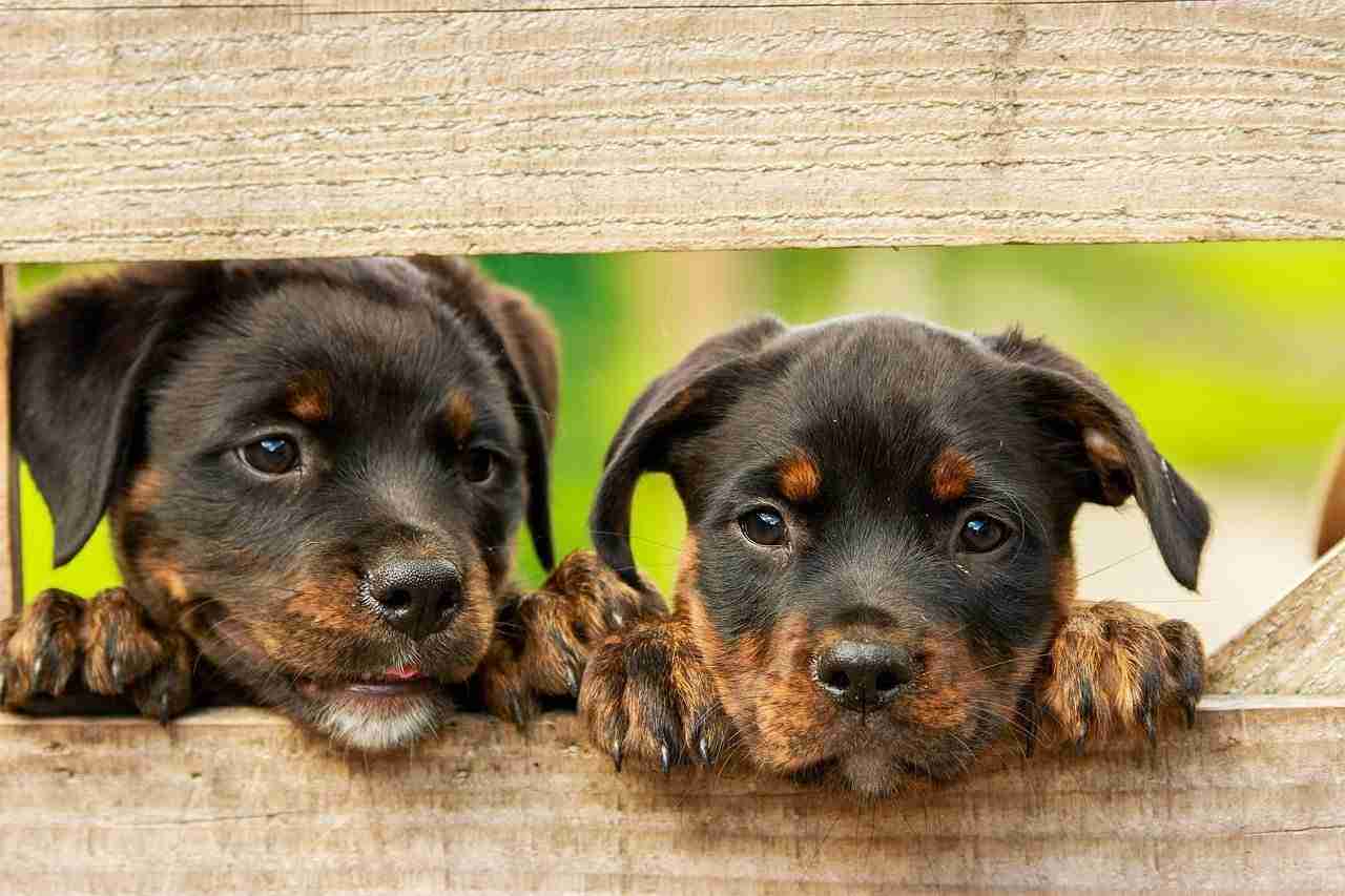 puppies-cute