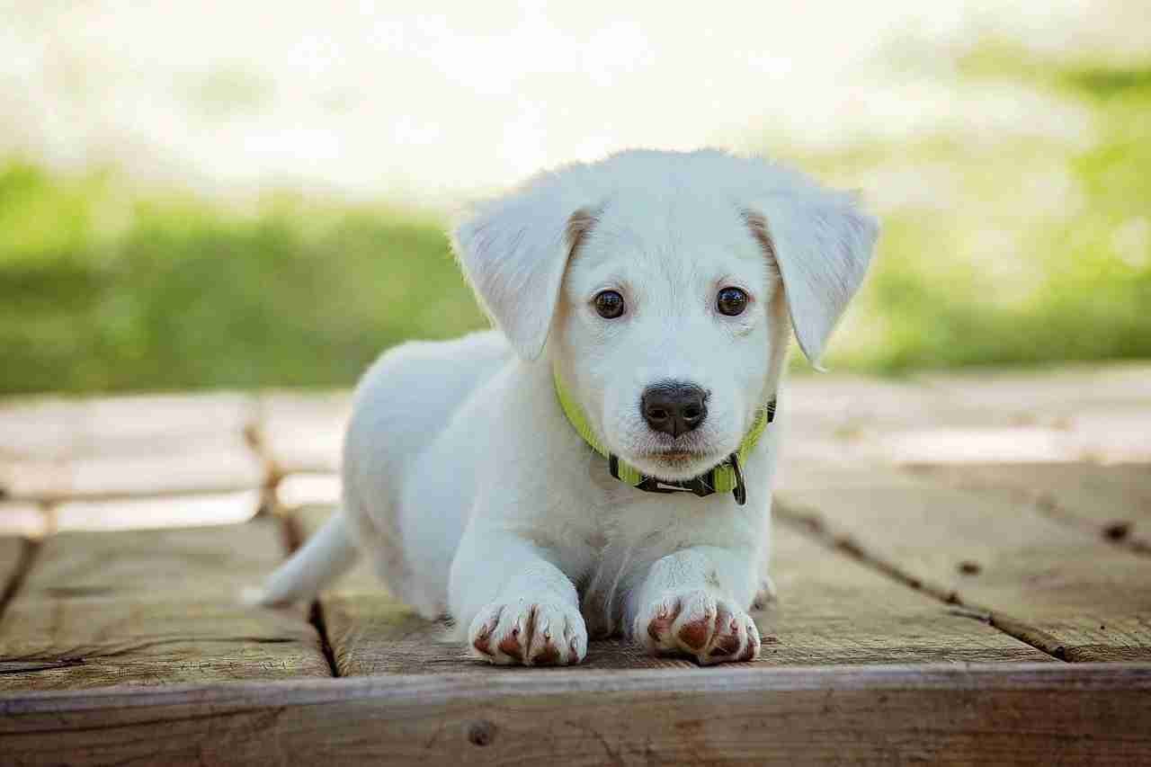 dogs-whatsapp-group-guide