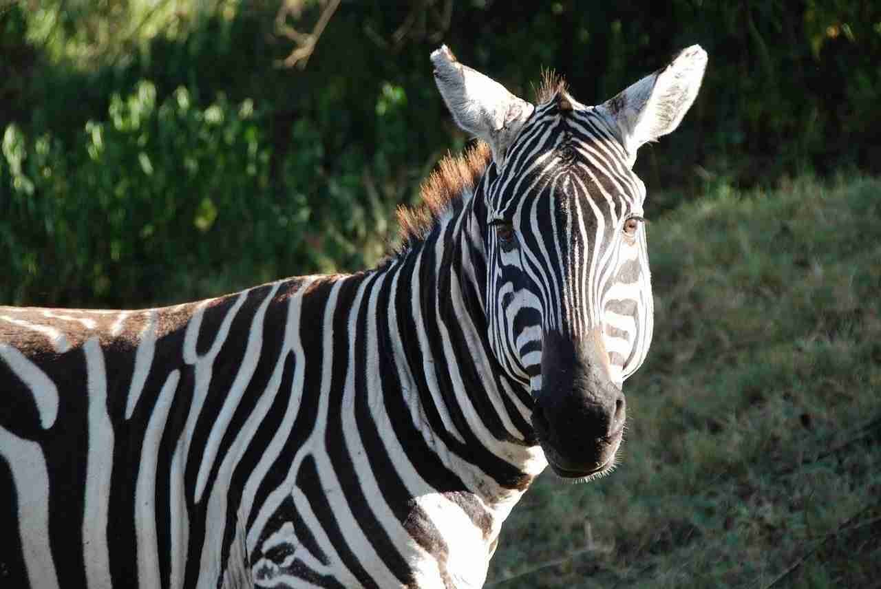 nakuru-whatsapp-group