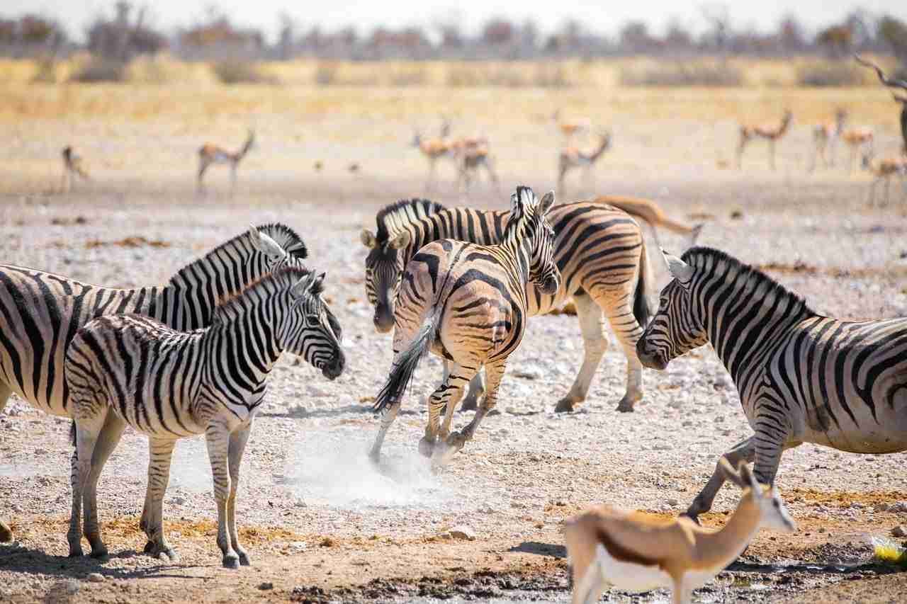 namibia-whatsapp-group